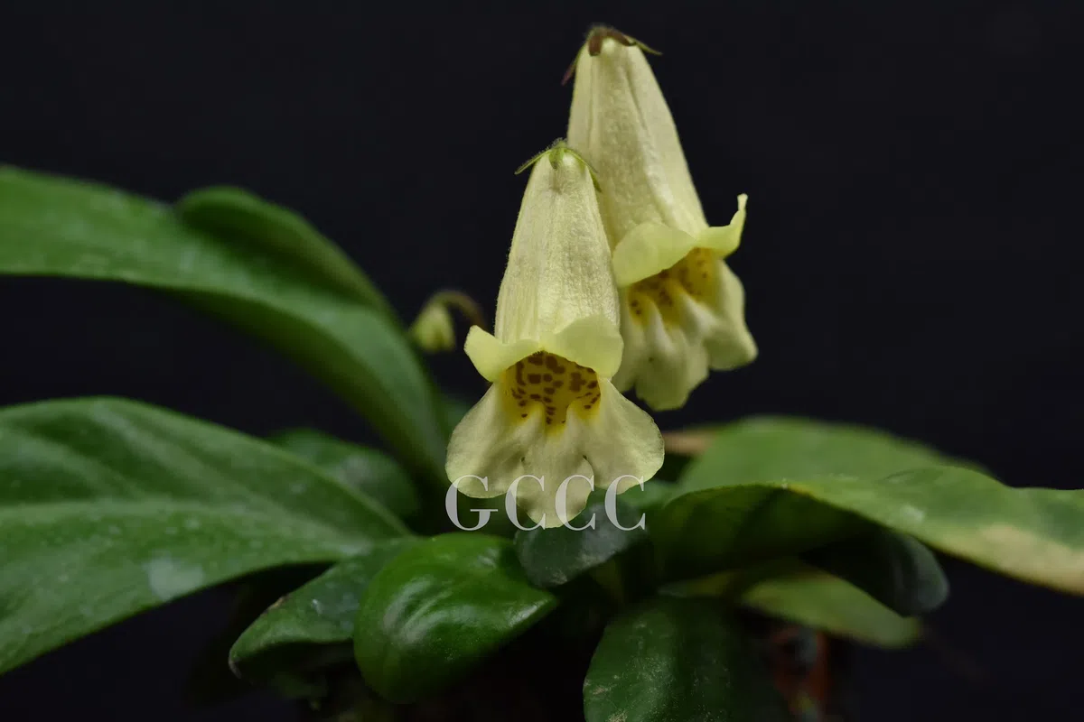 National Gesneriaceae Germplasm Bank in Guangxi Institute of Botany, CAS was certificated as National Flower Germplasm Bank (Second Batch) by National Forestry and Grassland Administration