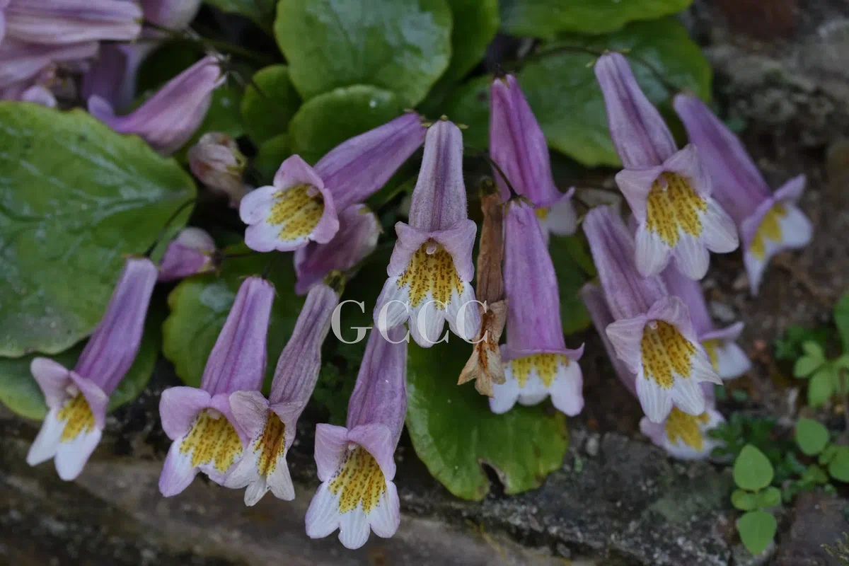 National Gesneriaceae Germplasm Bank in Guangxi Institute of Botany, CAS was certificated as National Flower Germplasm Bank (Second Batch) by National Forestry and Grassland Administration