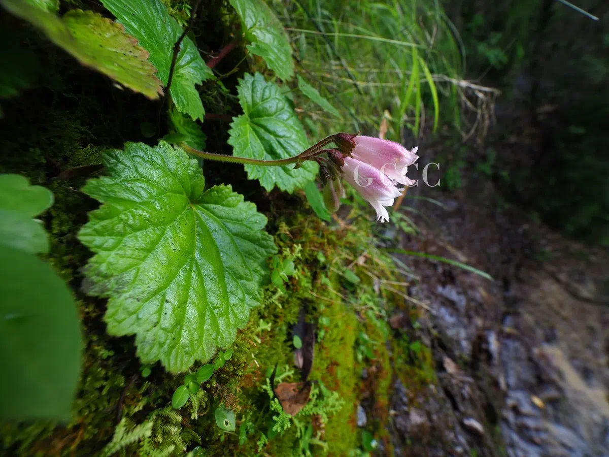 The newest published taxa and newest record of Gesneriaceae from China before 31 December 2020 (24)