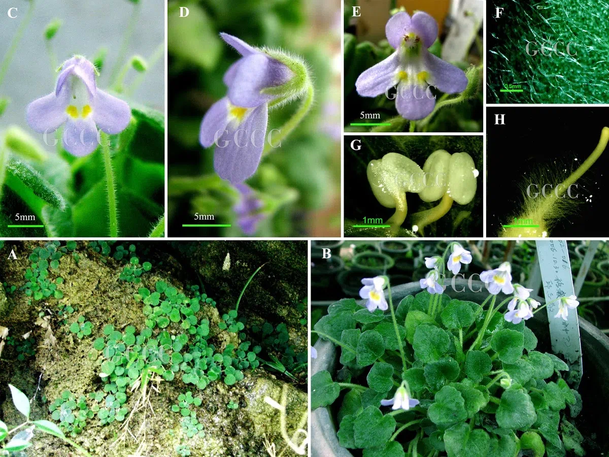 The newest published taxa and newest record of Gesneriaceae from China before 31 December 2020 (25)