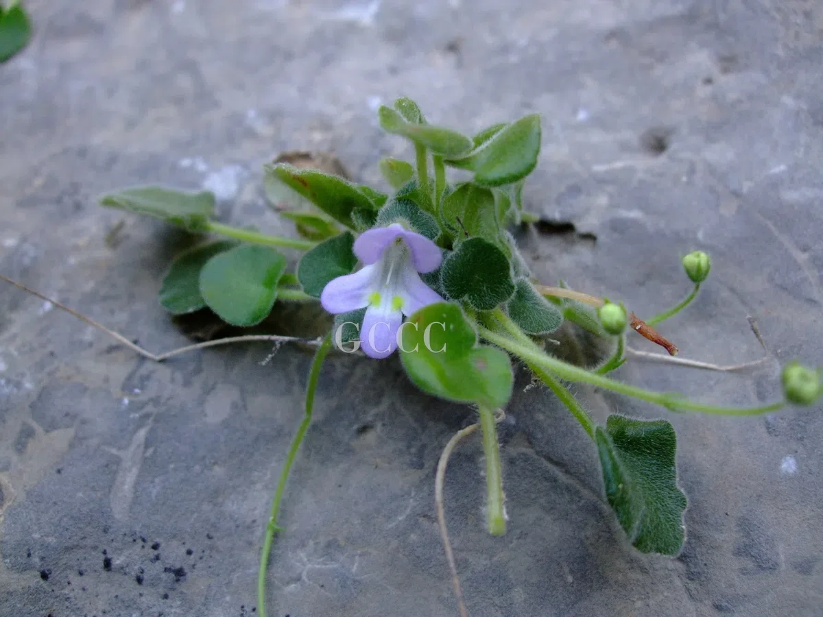 The newest published taxa and newest record of Gesneriaceae from China before 31 December 2020 (25)