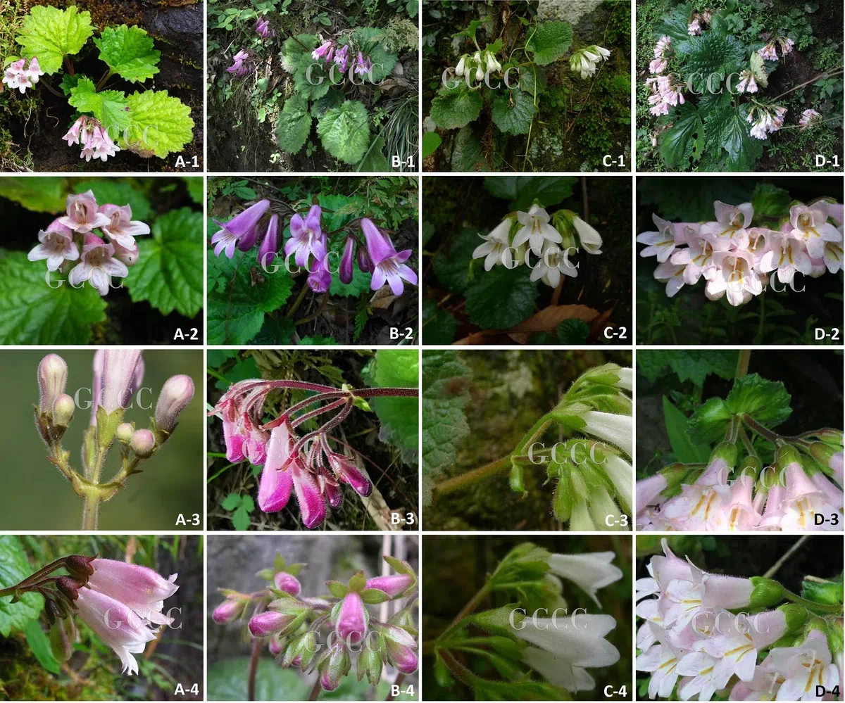 The newest published taxa and newest record of Gesneriaceae from China before 31 December 2020 (24)