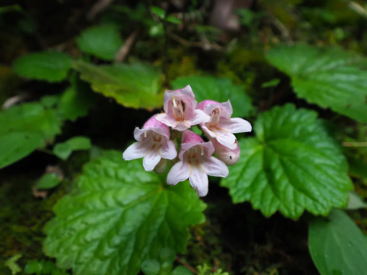 The newest published taxa and newest record of Gesneriaceae from China before 31 December 2020 (24)