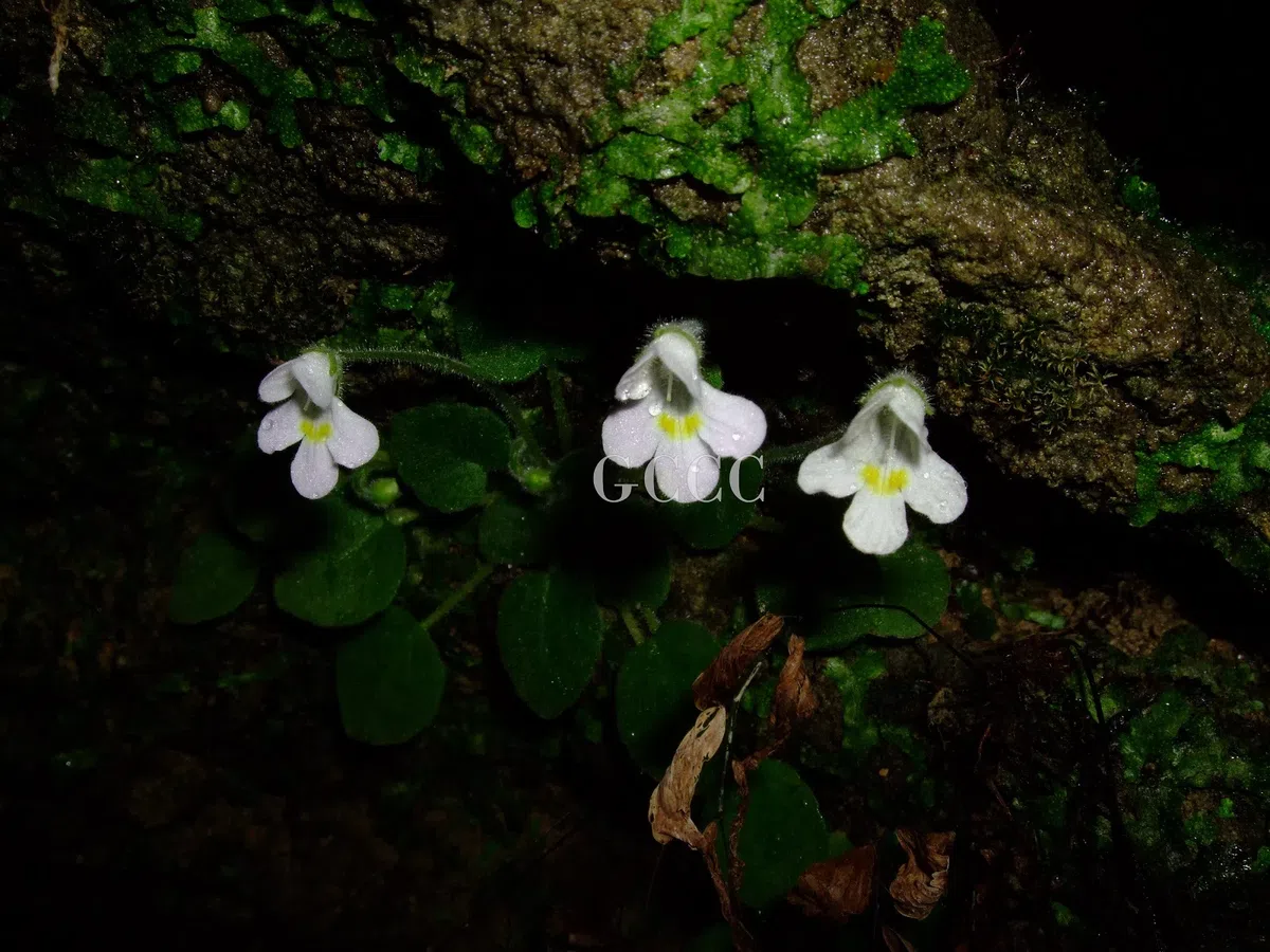 The newest published taxa and newest record of Gesneriaceae from China before 31 December 2020 (25)