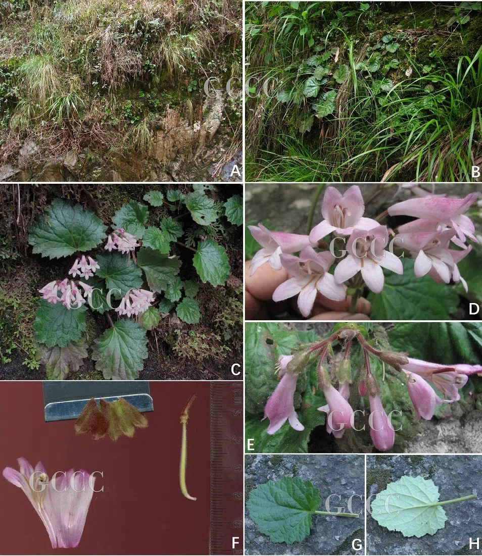 The newest published taxa and newest record of Gesneriaceae from China before 31 December 2020 (24)