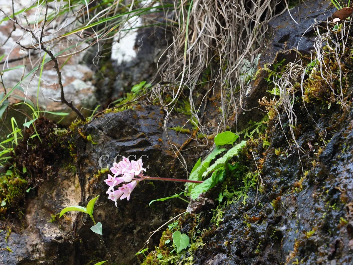 The newest published taxa and newest record of Gesneriaceae from China before 31 December 2020 (24)