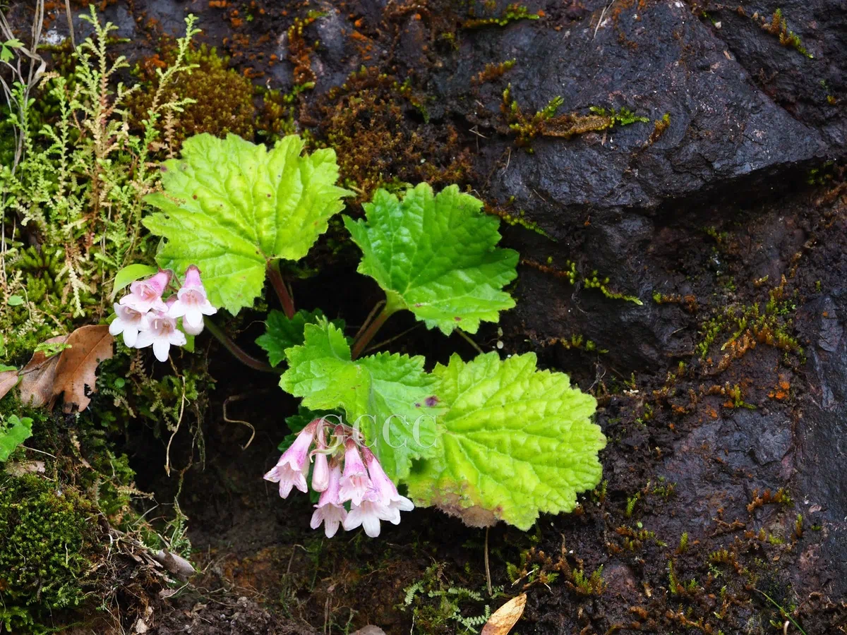 The newest published taxa and newest record of Gesneriaceae from China before 31 December 2020 (24)