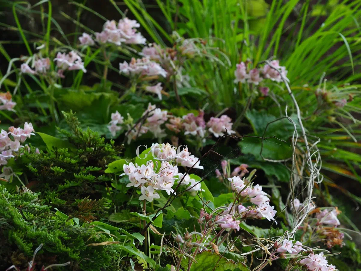 The newest published taxa and newest record of Gesneriaceae from China before 31 December 2020 (24)