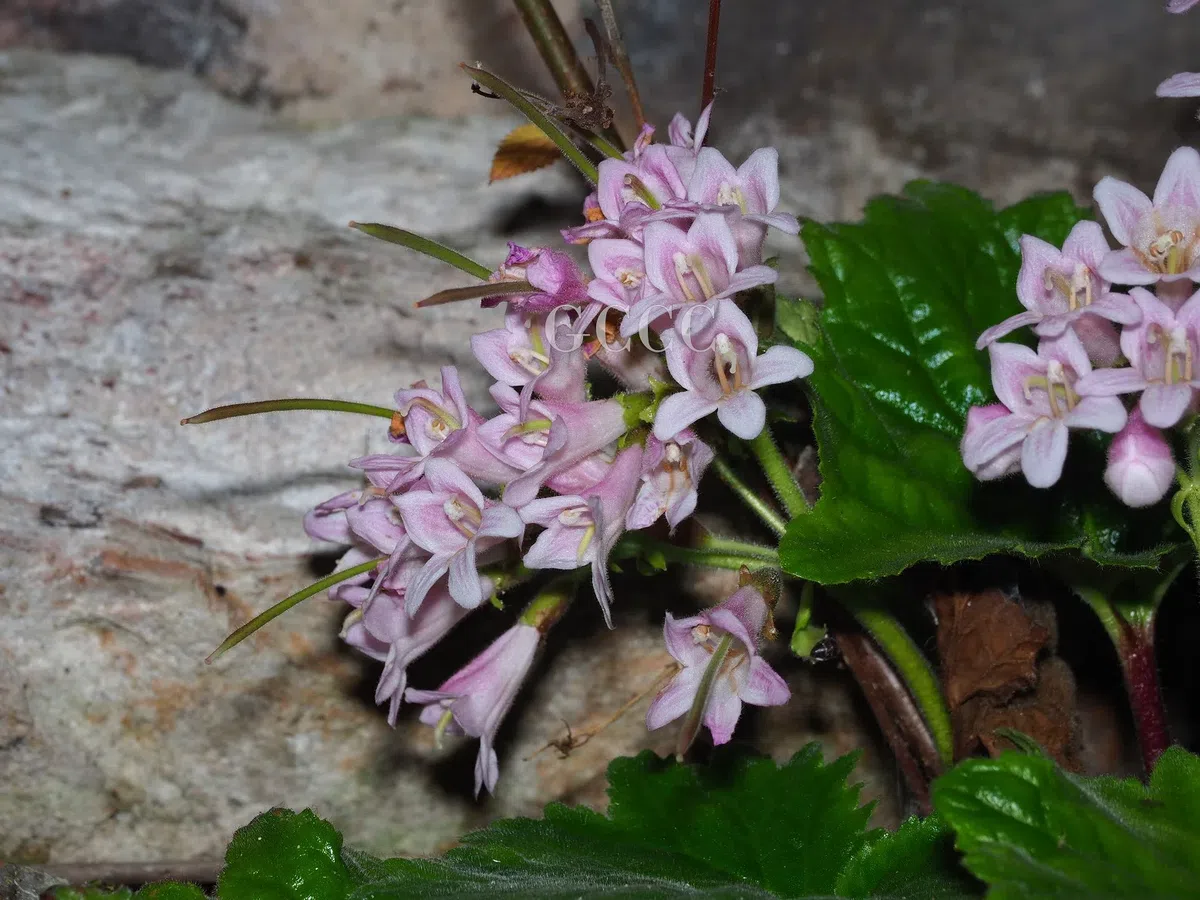 The newest published taxa and newest record of Gesneriaceae from China before 31 December 2020 (24)