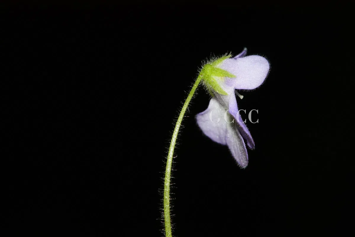 The newest published taxa and newest record of Gesneriaceae from China before 31 December 2020 (25)