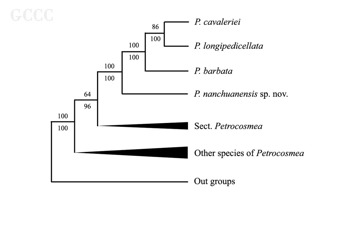 The newest published taxa and newest record of Gesneriaceae from China before 31 December 2020 (25)