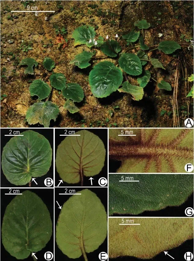 The newest published taxa and newest record of Gesneriaceae from China before 31 December 2020 (27)