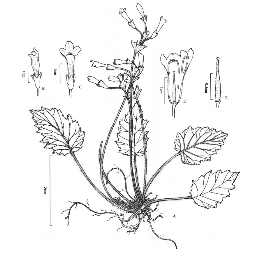 The newest published taxa and newest record of Gesneriaceae from China before 31 December 2020 (26)