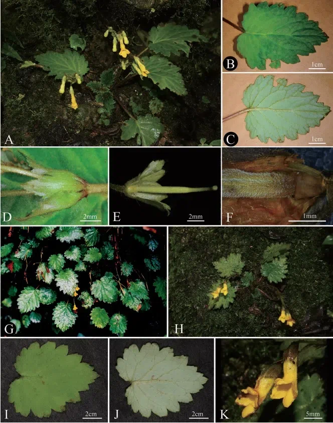 The newest published taxa and newest record of Gesneriaceae from China before 31 December 2020 (26)