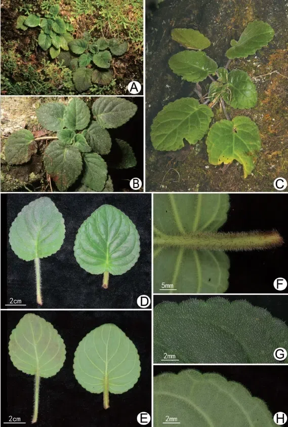 The newest published taxa and newest record of Gesneriaceae from China before 31 December 2020 (27)