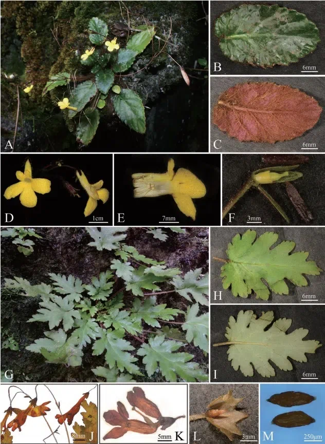 The newest published taxa and newest record of Gesneriaceae from China before 31 December 2020 (26)