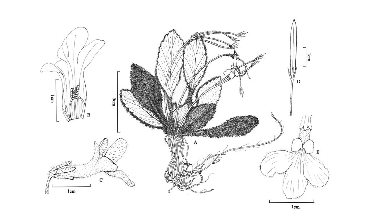 The newest published taxa and newest record of Gesneriaceae from China before 31 December 2020 (26)