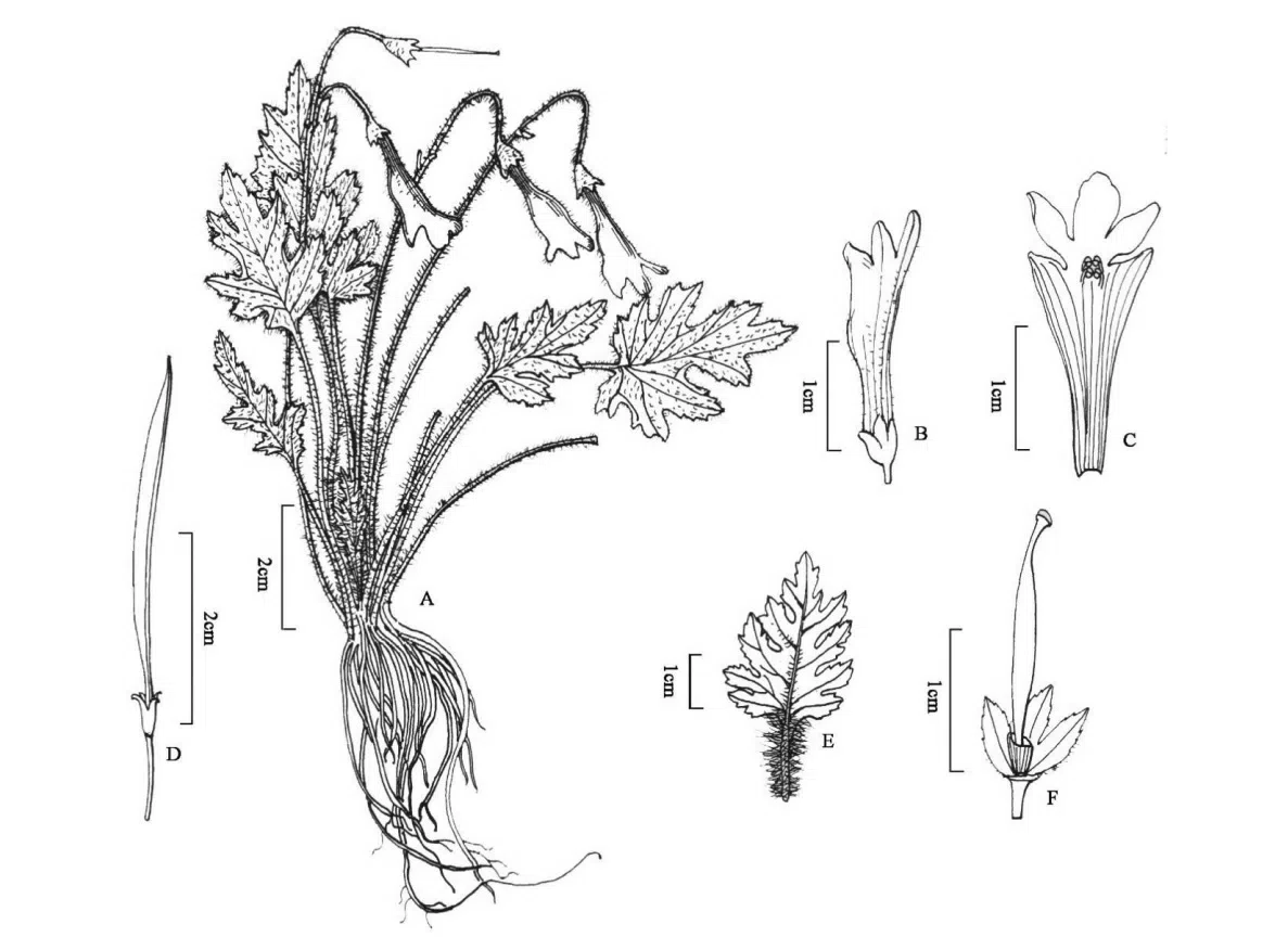 The newest published taxa and newest record of Gesneriaceae from China before 31 December 2020 (26)