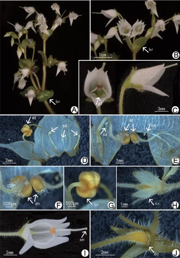 The newest published taxa and newest record of Gesneriaceae from China before 31 December 2020 (27)