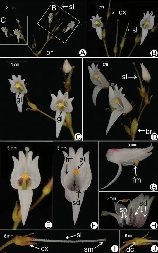 The newest published taxa and newest record of Gesneriaceae from China before 31 December 2020 (27)