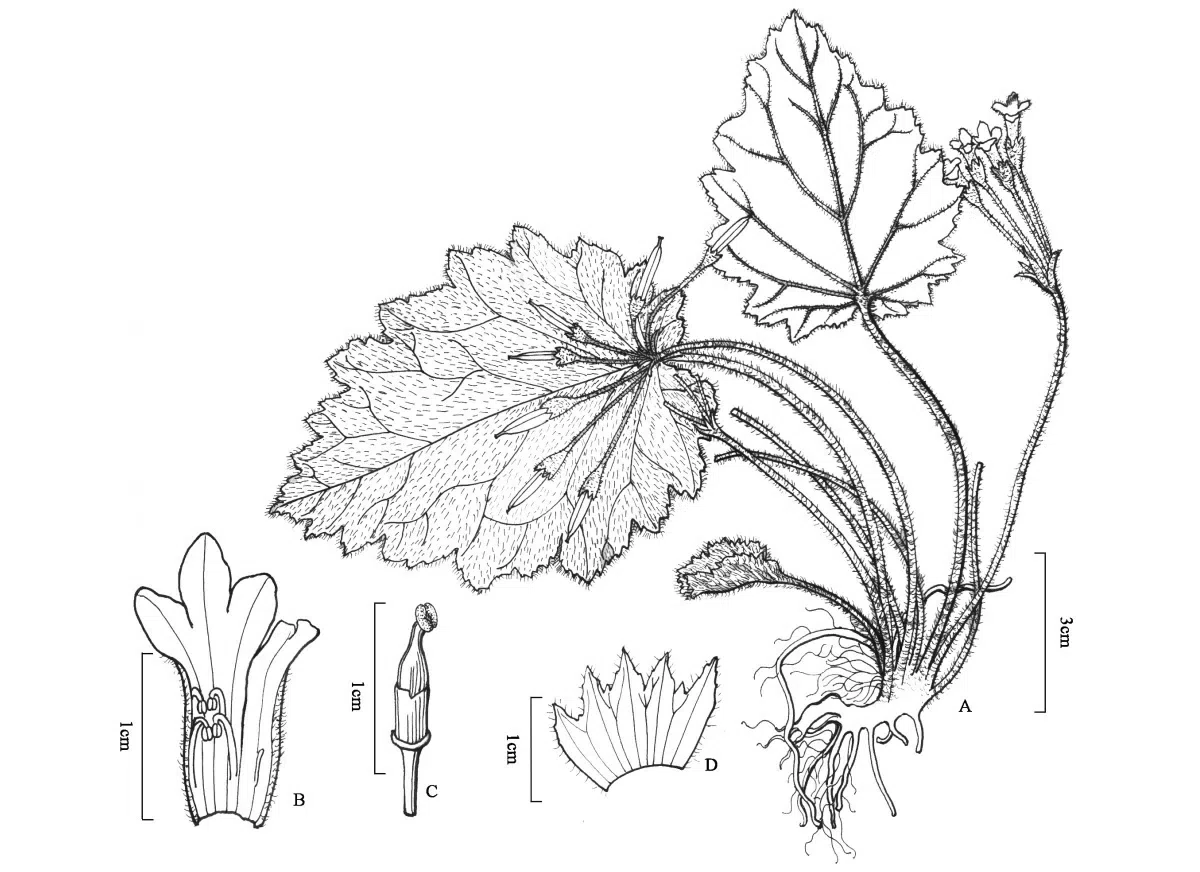 The newest published taxa and newest record of Gesneriaceae from China before 31 December 2020 (26)