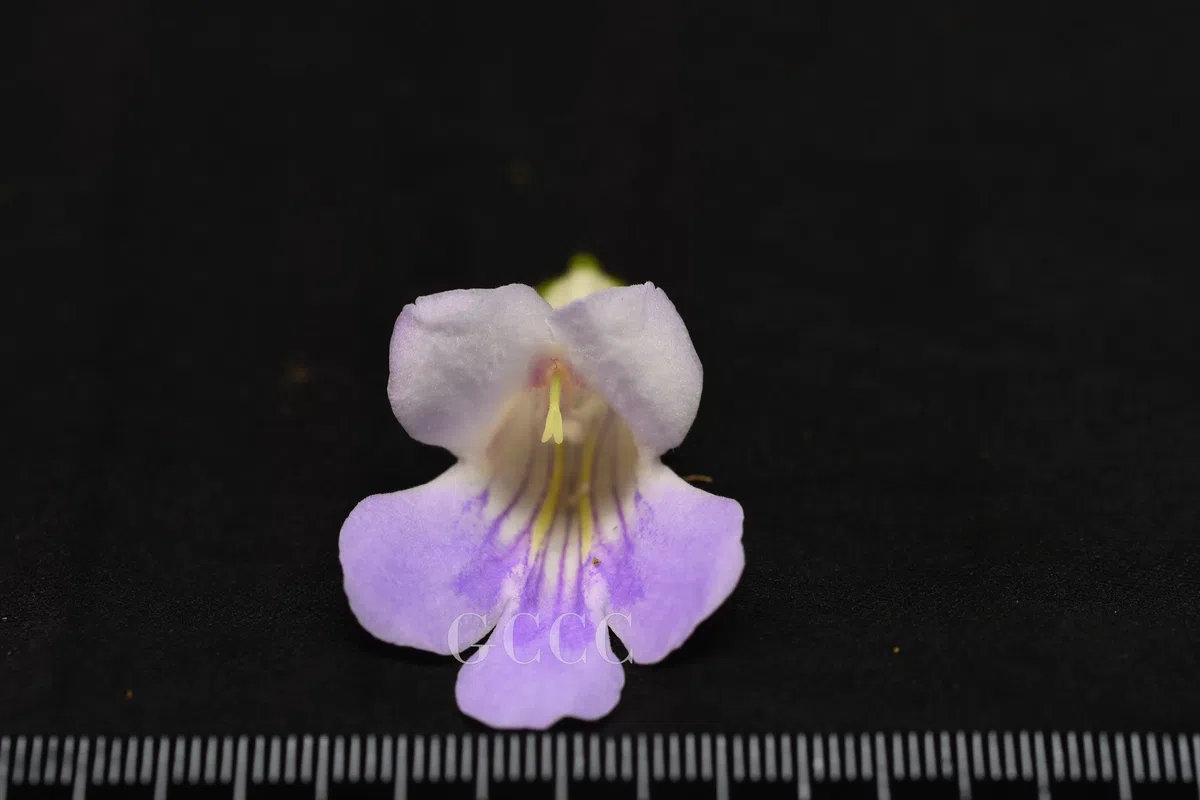 The recently published new taxa and record of Gesneriaceae from China before 31 December 2020 (32)