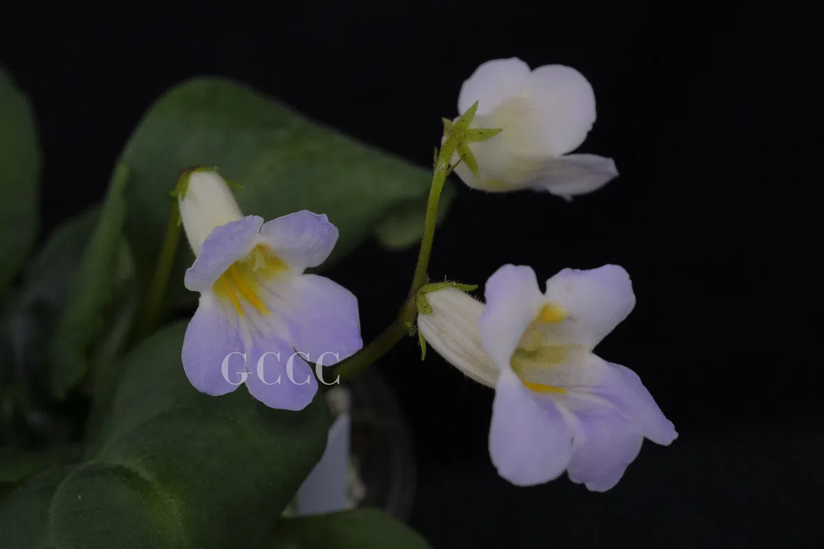 The recently published new taxa and record of Gesneriaceae from China before 31 December 2020 (32)