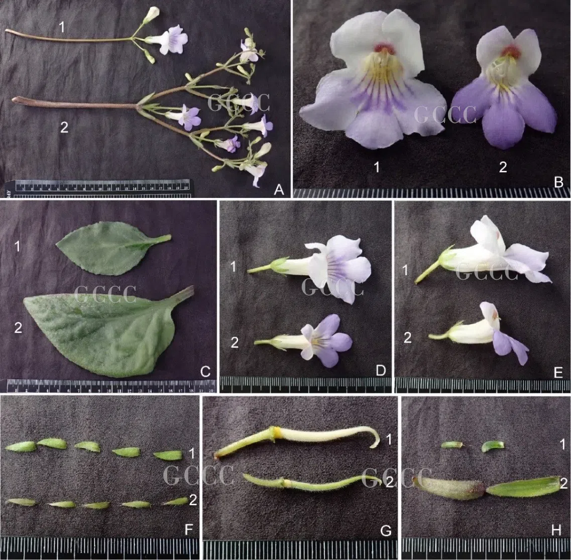 The recently published new taxa and record of Gesneriaceae from China before 31 December 2020 (32)