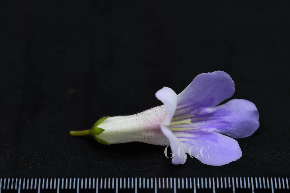 The recently published new taxa and record of Gesneriaceae from China before 31 December 2020 (32)