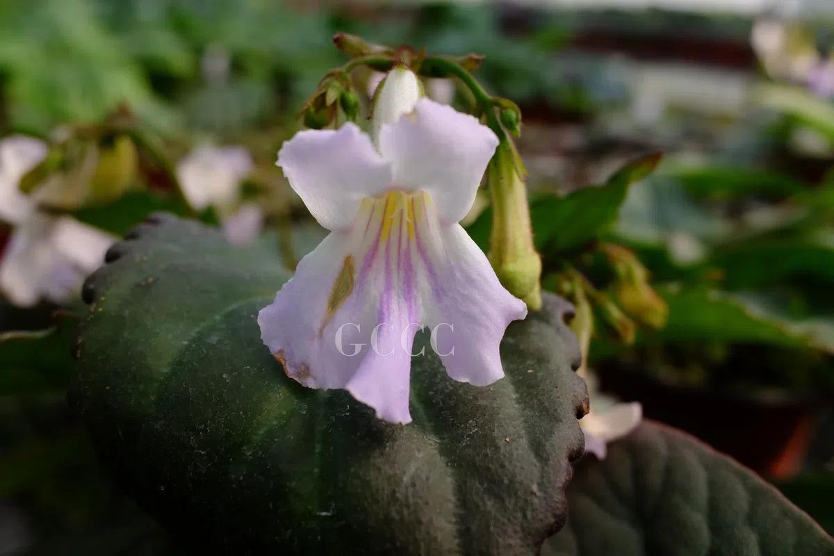 The recently published new taxa and record of Gesneriaceae from China before 31 December 2020 (32)