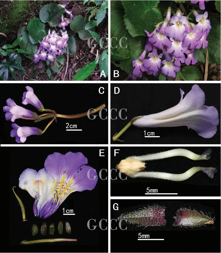 The recently published new taxa and record of Gesneriaceae from China before 31 December 2020 (33)