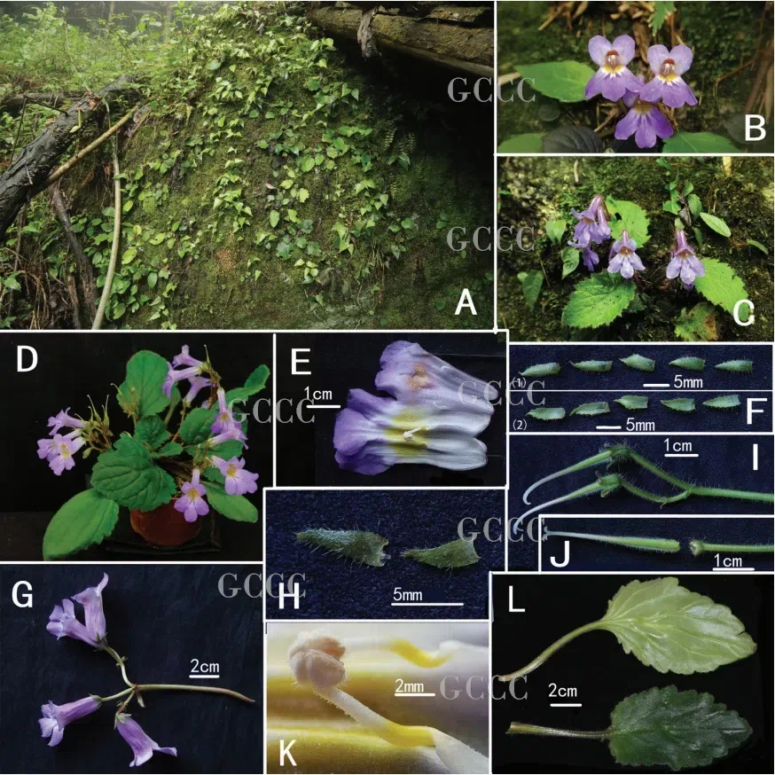 2020年度发表的苦苣苔科植物新种、新分类群和分布新记录（33）