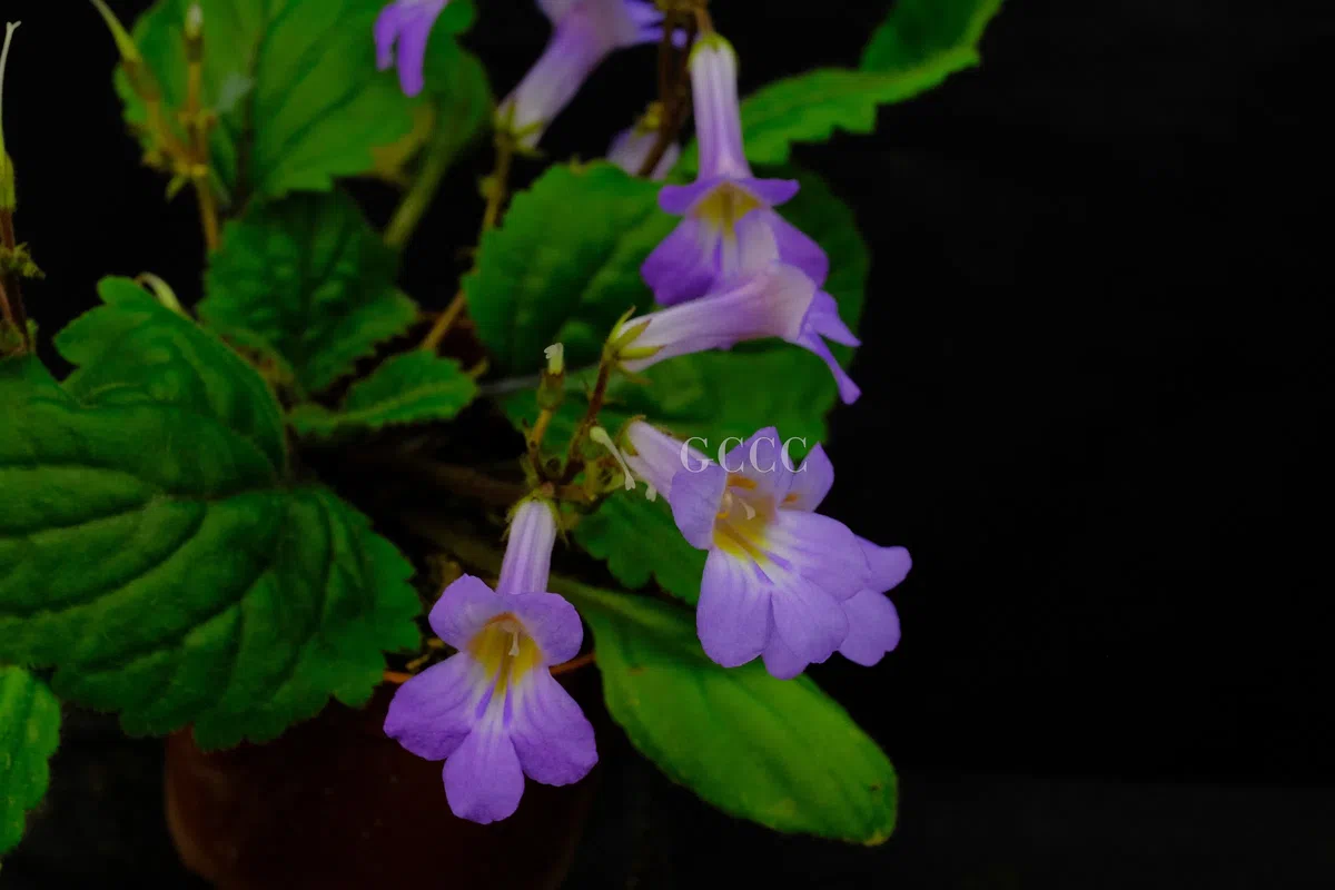 The recently published new taxa and record of Gesneriaceae from China before 31 December 2020 (33)