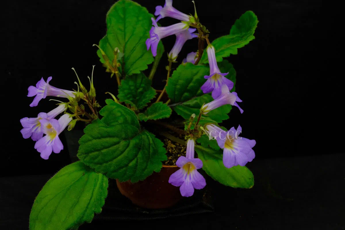 The recently published new taxa and record of Gesneriaceae from China before 31 December 2020 (33)