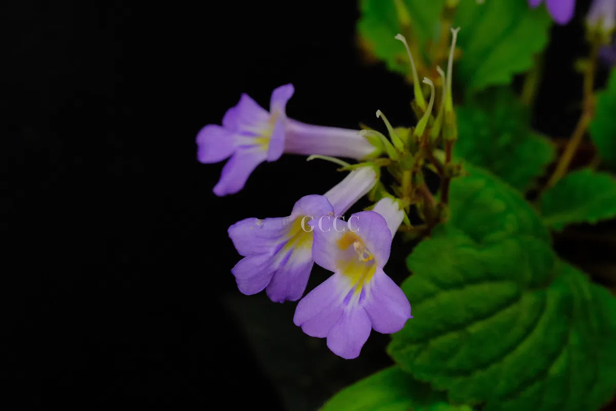 The recently published new taxa and record of Gesneriaceae from China before 31 December 2020 (33)