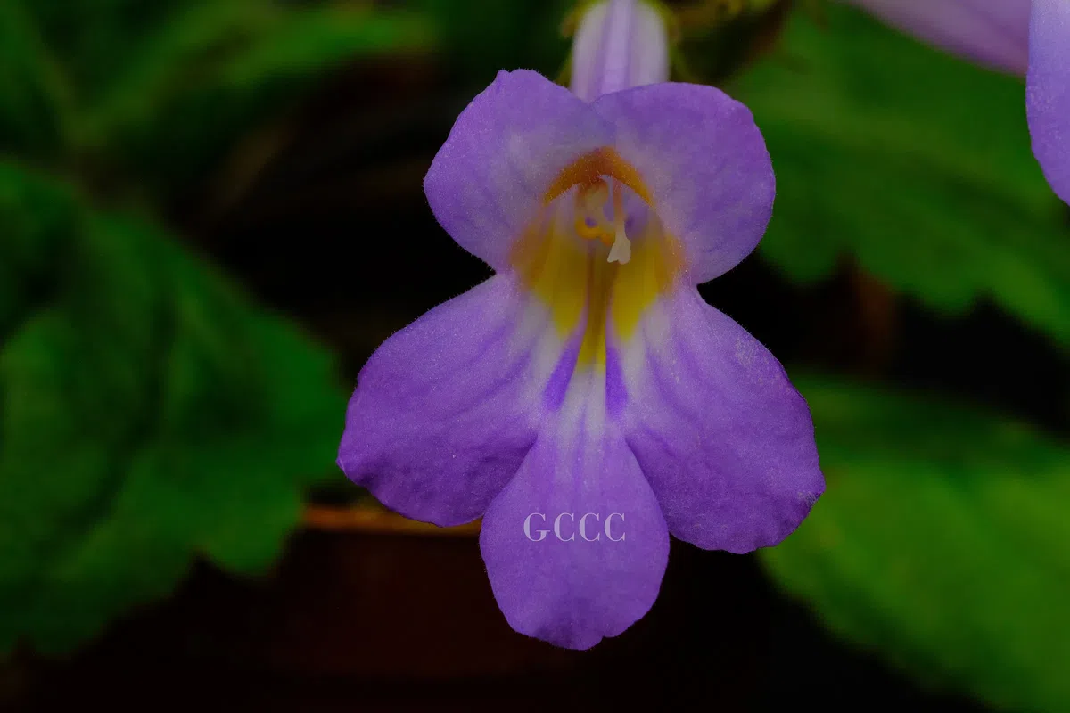 The recently published new taxa and record of Gesneriaceae from China before 31 December 2020 (33)