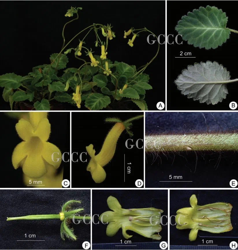 The recently published new taxa and record of Gesneriaceae from China before 31 December 2020 (34)