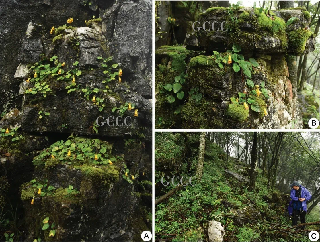 The recently published new taxa and record of Gesneriaceae from China before 31 December 2020 (34)