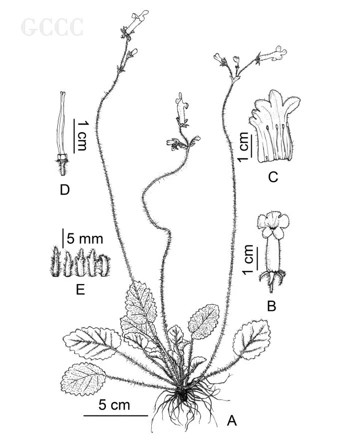 The recently published new taxa and record of Gesneriaceae from China before 31 December 2020 (34)