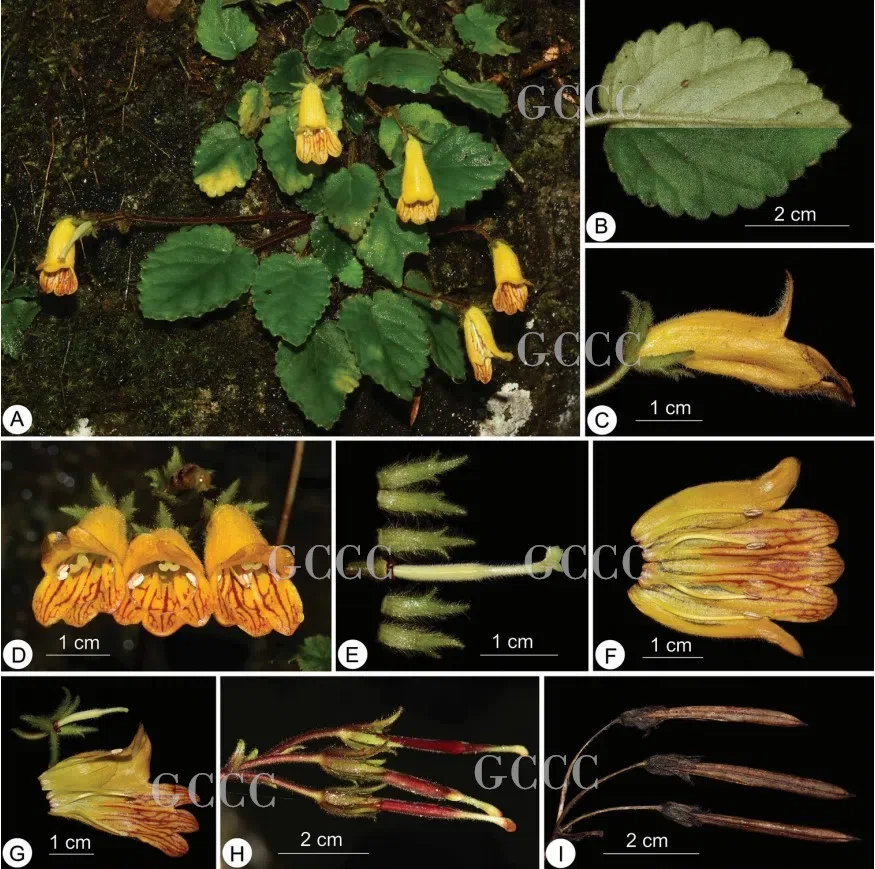 The recently published new taxa and record of Gesneriaceae from China before 31 December 2020 (34)