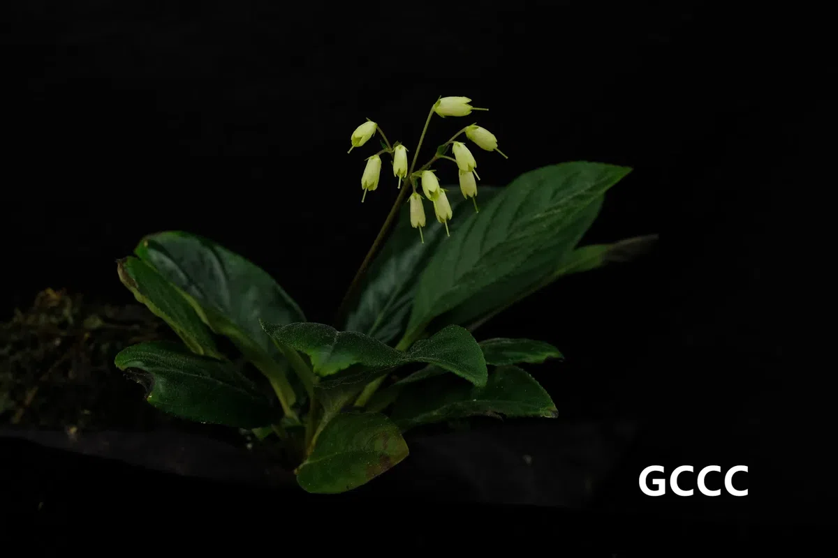 The newest published taxa and newest record of Gesneriaceae from China before 31 December 2020 (28)