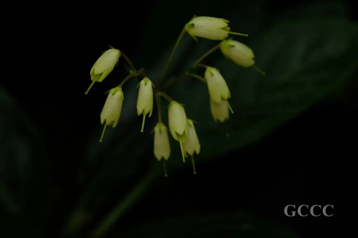 The newest published taxa and newest record of Gesneriaceae from China before 31 December 2020 (28)