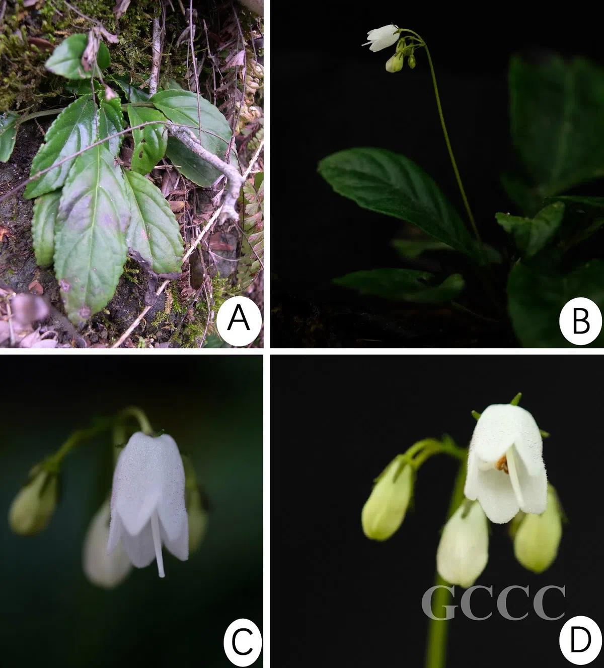 The newest published taxa and newest record of Gesneriaceae from China before 31 December 2020 (28)