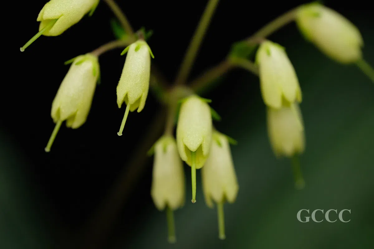 The newest published taxa and newest record of Gesneriaceae from China before 31 December 2020 (28)