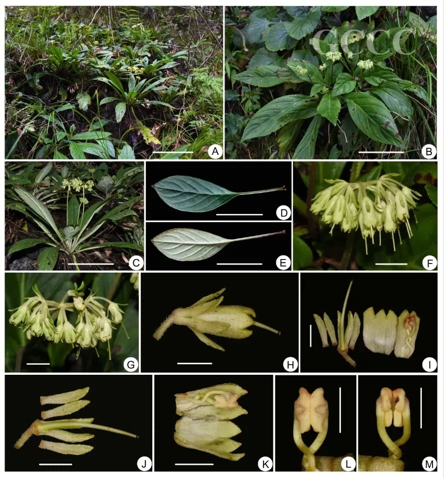 2020年度发表的苦苣苔科植物新种、新分类群和分布新记录（28）