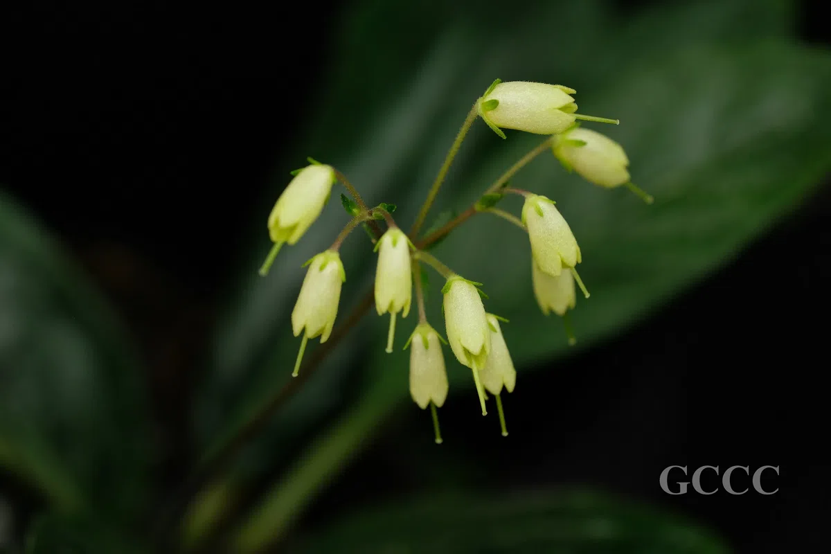 The newest published taxa and newest record of Gesneriaceae from China before 31 December 2020 (28)