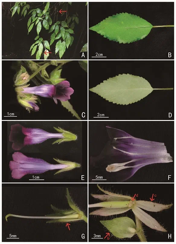 The newest published taxa and newest record of Gesneriaceae from China before 31 December 2020 (30)