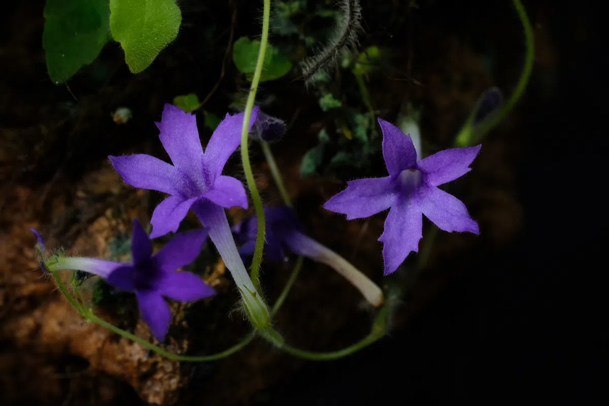 The newest published taxa and newest record of Gesneriaceae from China before 31 December 2020 (29)