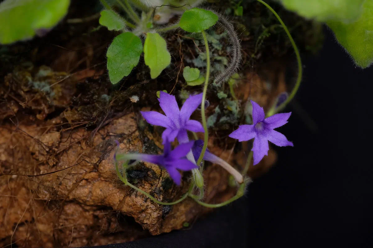 The newest published taxa and newest record of Gesneriaceae from China before 31 December 2020 (29)