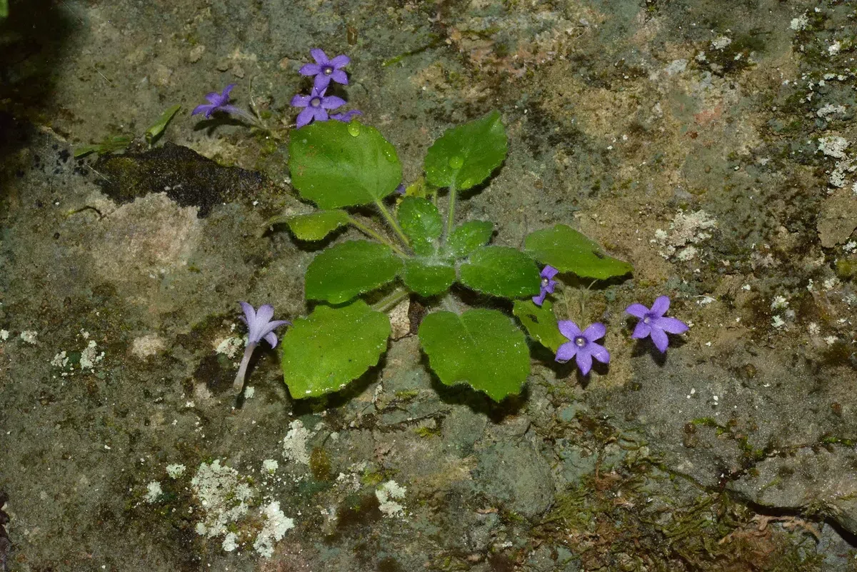 The newest published taxa and newest record of Gesneriaceae from China before 31 December 2020 (29)